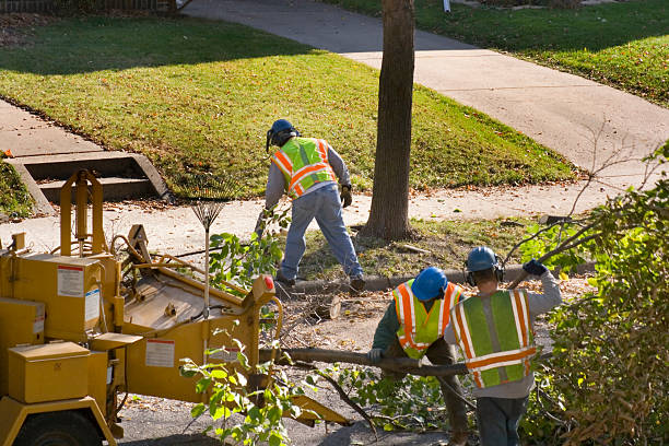 Lawn Drainage Solutions in Bowie, MD