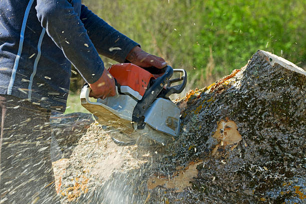 Bowie, MD Tree Services Company